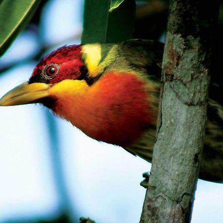 Inkaterra Reserva Amazonica Puerto Maldonado Eksteriør billede
